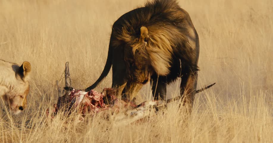 A lion defends a prey carcass from a lioness in the savanna during daytime