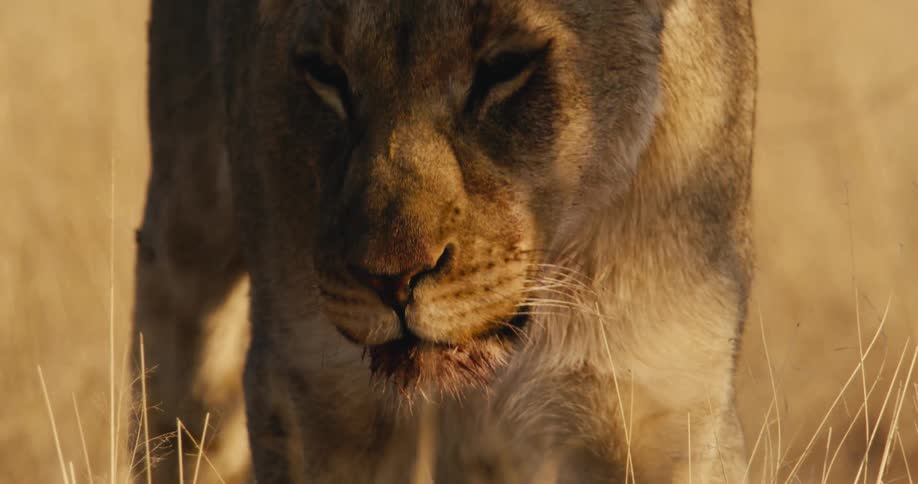 Female lion walking through a field of dry grass as she lies down and another lion puts a paw on her back