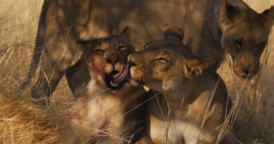 Pride lionesses cleaning themselves after a meal while resting under a tree shade in a savanna during daytime