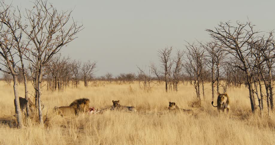 Lions scattered in the savanna around a carcass