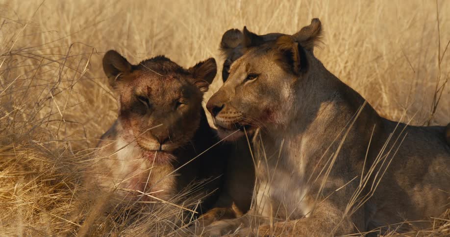 Close up of a pride of lionesses sitting together on a field in the savanna after a meal during daytime