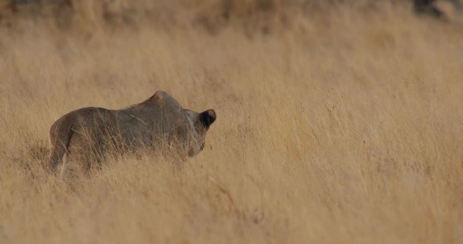 A lioness stalking prey while hunting in the savanna during daytime