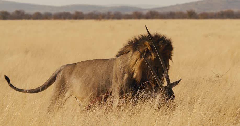 Lion walking through tall grass in the savanna with animal horns in its mouth