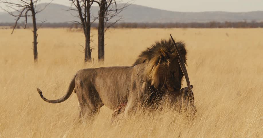 Lion feeding on a carcass in the savannah