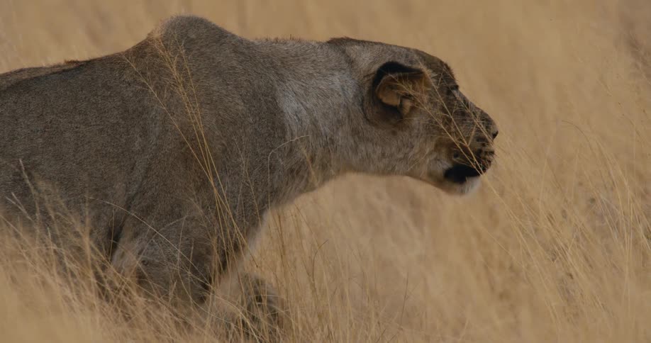 The animal is sneaking through the tall grass