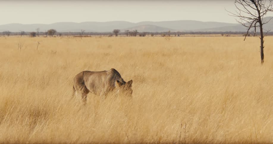 Lioness prowling on the savanna with a mountain range on the background outdoors during day time