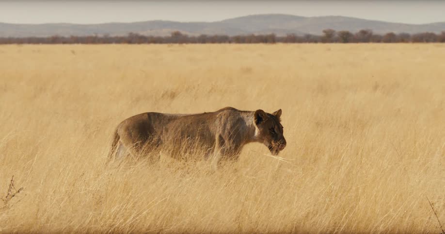 The lion walks through the yellow grass slowly