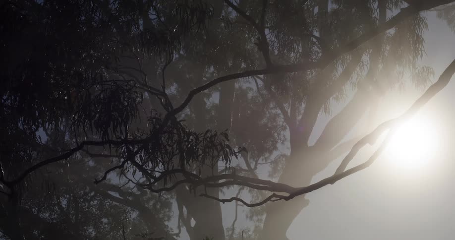 Sunlight shining through tree branches in a woodland area during daytime