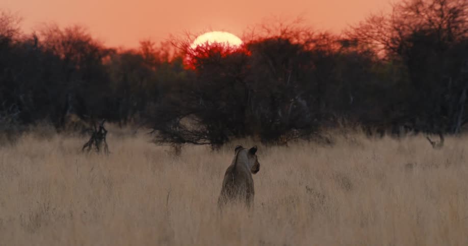 A lioness sitting on a field in the savanna at sunset