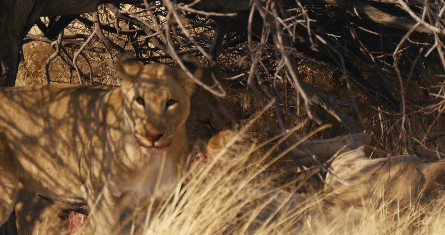 Pride lion and lionesses resting and playing under a tree shade in a savanna during daytime