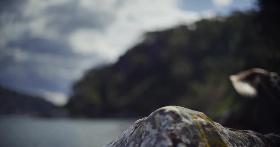 A bird flies away from a rock outdoors during daytime