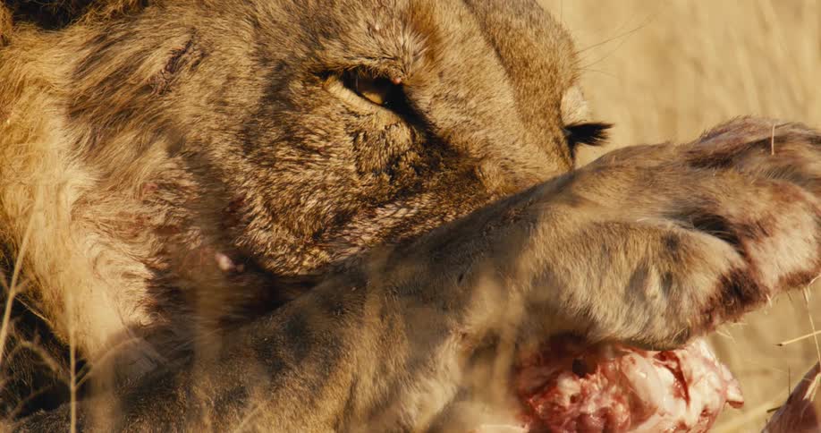 Lion biting the carcass of prey