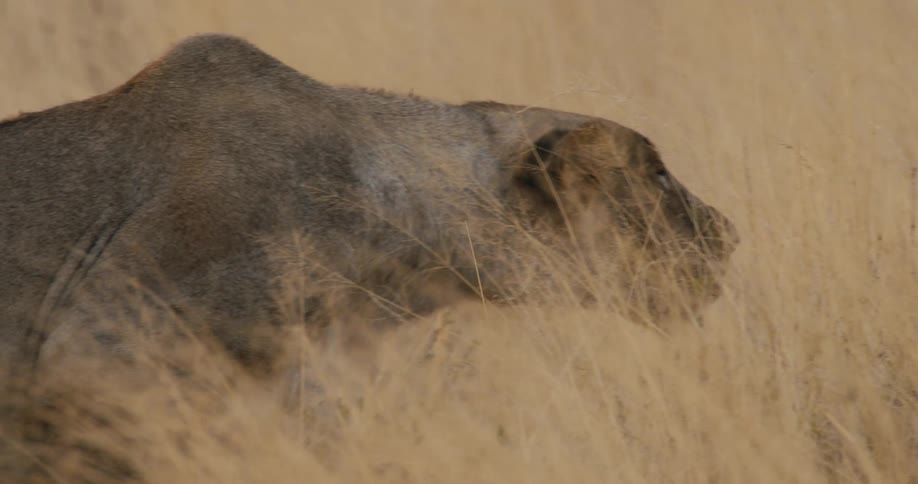 A tight medium shot follows the movement of a lioness as she walks determinedly to the right through tall goldenbrown savanna grasses keeping her head low through the dry vegetation