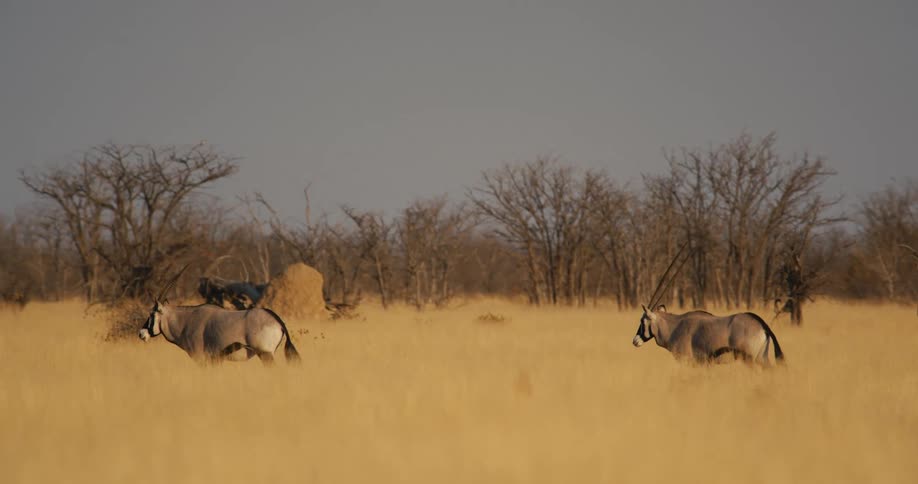 Antelopes walking through a grass field in the savanna during daytime