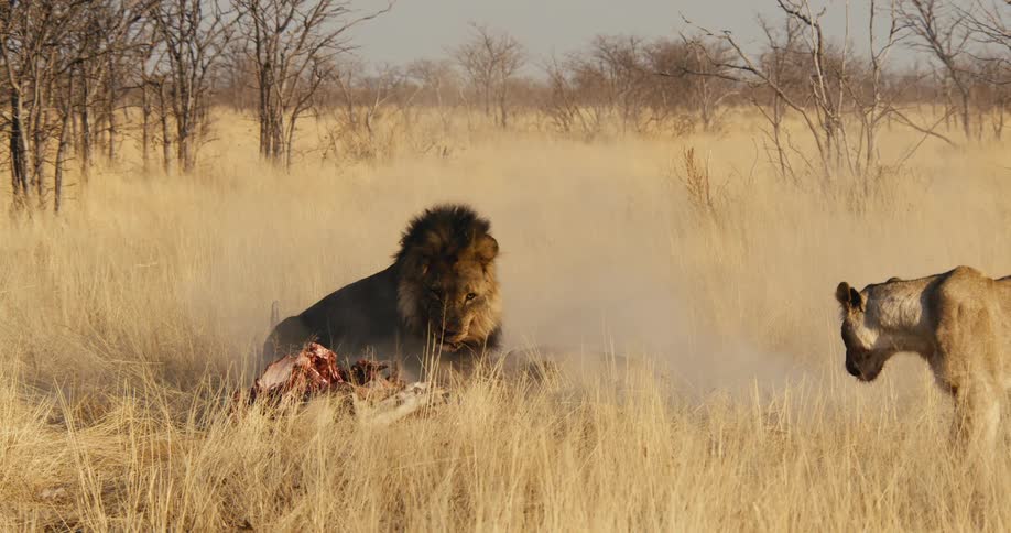 A lion fights pride lioness over a carcass in a savanna during daytime