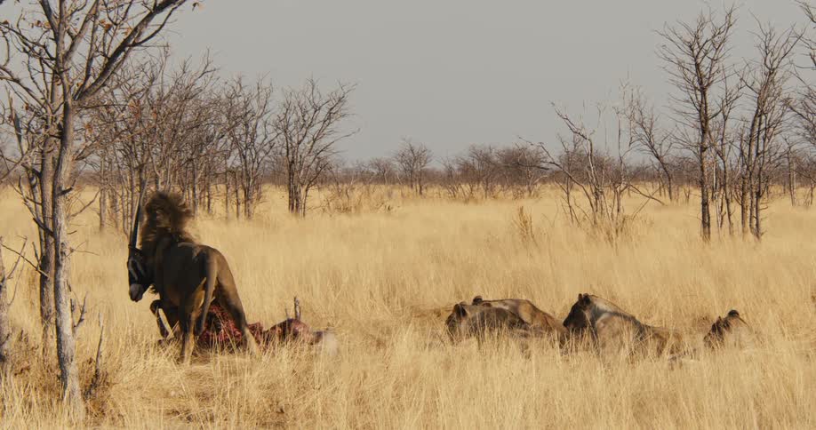 A pride of lions feeding on an antelopes carcass in the savanna during daytime