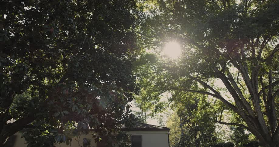 The sun shining through a tree canopy outdoors during daytime