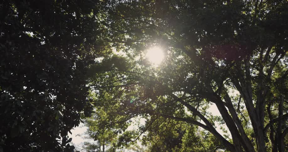 Tree branches cover and shade the forest from the sun as sunlight beams through the leaves