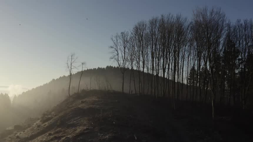 Bare trees on a forested mountain and a mountain in the distance