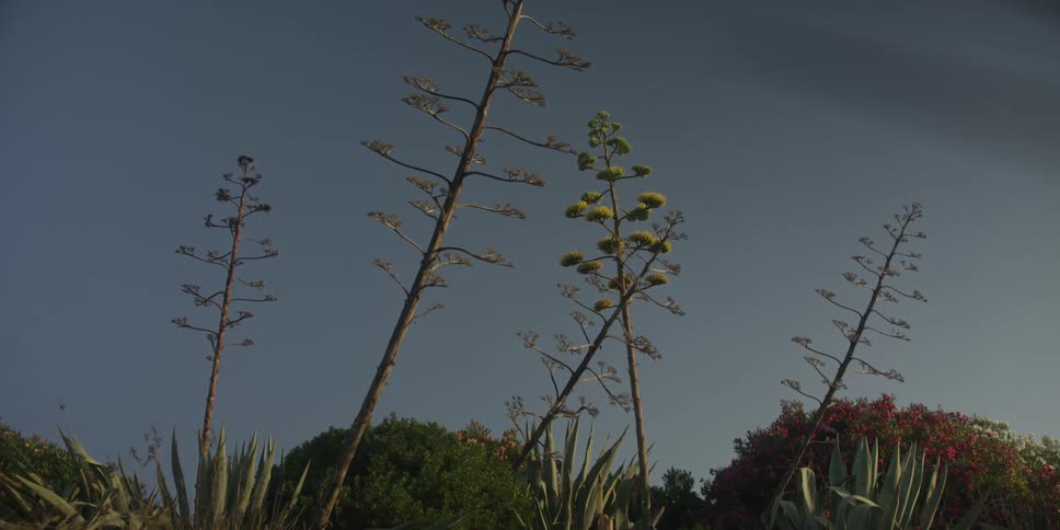 Flowering agaves raise tall stalks against clear sky with colorful vegetation in the background