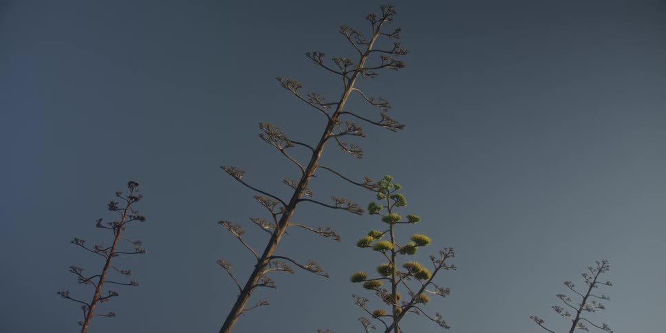 Dry stalks with flowering branches rise against blue sky in minimalist setting