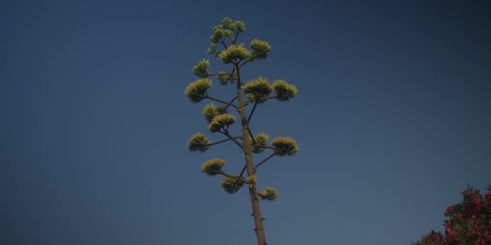 A tall blossoming stalk of a succulent plant likely an agave stands in a static centered shot against a solid blue sky on a bright day with a small bird briefly flying past