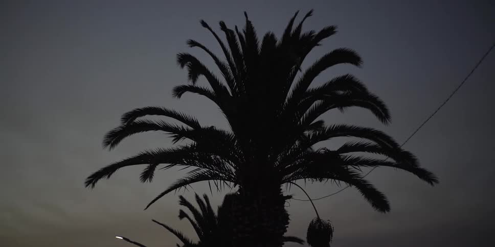 A large palm tree stands as a dark silhouette against a gloomy evening sky its fronds swaying gently in the breeze above a faint streetlamp
