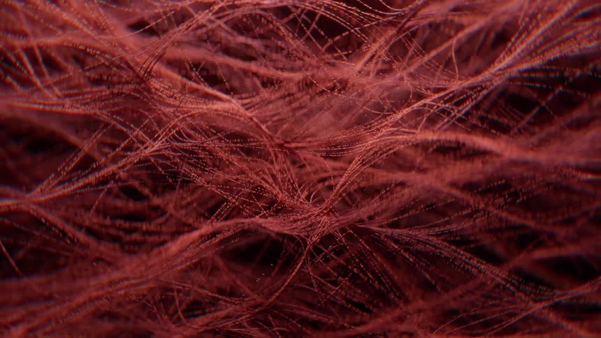 A mesmerizing closeup shot of densely packed fine red fibers slowly pulsing creating an abstract organic network structure with a dark background