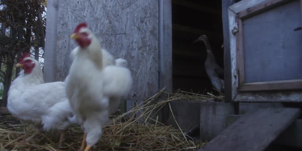 From a low groundlevel view several chickens exit their wooden coop hopping down onto the straw as the legs of a person appear nearby