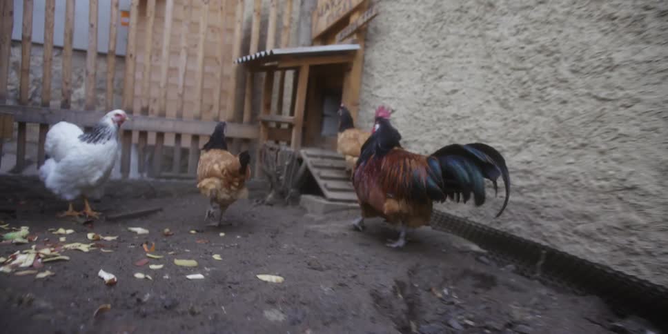 A rooster and several chickens run to their coop and enter it