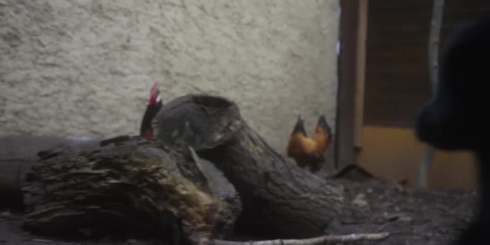 A small black puppy explores a dirt area near some large wood logs while two chickens move around in the background near a lightcolored wall structure in dim light