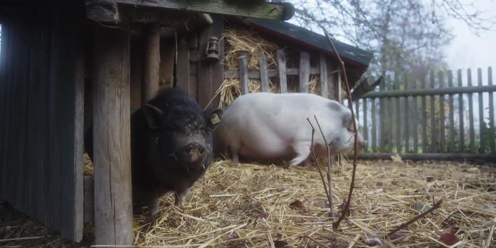Two potbellied pigs one black and one white stand in a wooden pen with a strawcovered ground and a simple wooden structure for shelter the black pig is prominent in the foreground near the wood posts while the white pig is behind it moving to turn i
