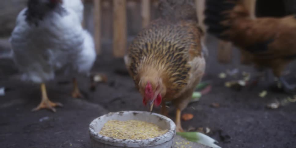 Chickens eat yellow grain from a white bowl