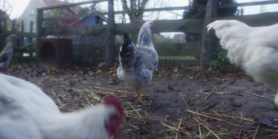 Chickens foraging in an outdoor animal farm during daytime