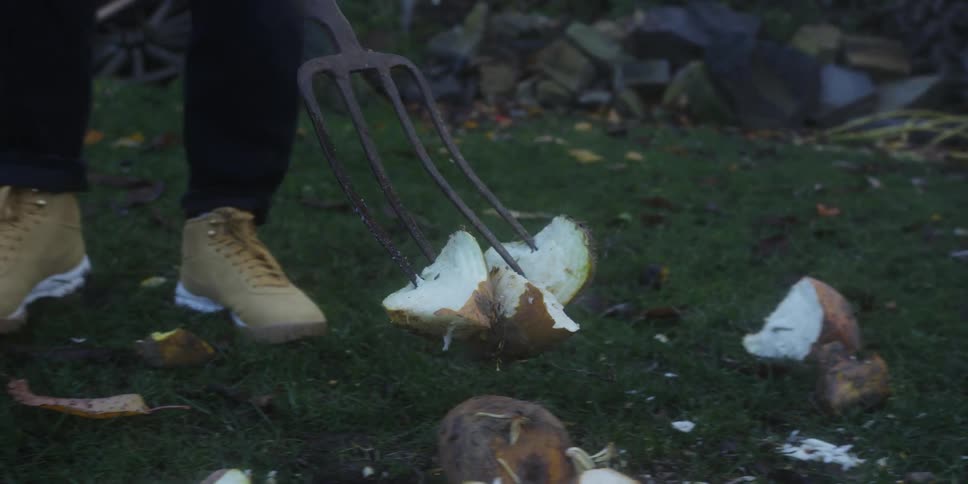 He video shows a closeup of a person on a patch of grass using a large fourpronged gardening fork to pick up and move pieces of a white rootlike vegetable or fruitthe vegetablefruit is split open on the ground revealing its white interior while