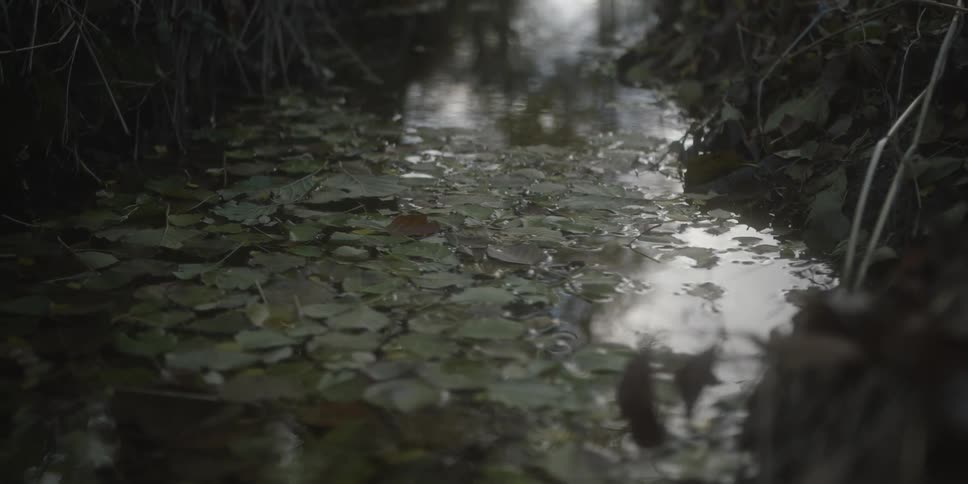 This is a groundlevel shot looking down a narrow shallow stream or ditch where the water surface is largely covered with floating green and brown autumn leaves the water reflects the dark overhead sky and some muted daylight filtering through creatin