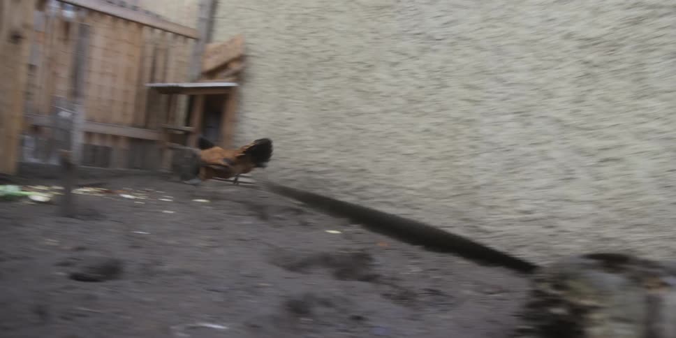 An excited black puppy chases a rooster around a yard until it escapes