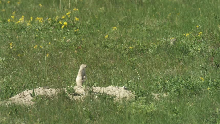 A small lightcolored rodent possibly a ground squirrel or prairie dog is shown standing upright on a mound of dirt in a grassy fieldthe surrounding field is lush and green with scattered yellow wildflowers visible in the background under bright d
