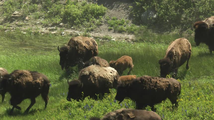 The pack of bison run through the grass