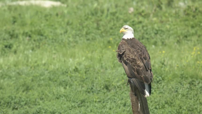 A bald eagle sits still on a log in a grassy woodland at midday