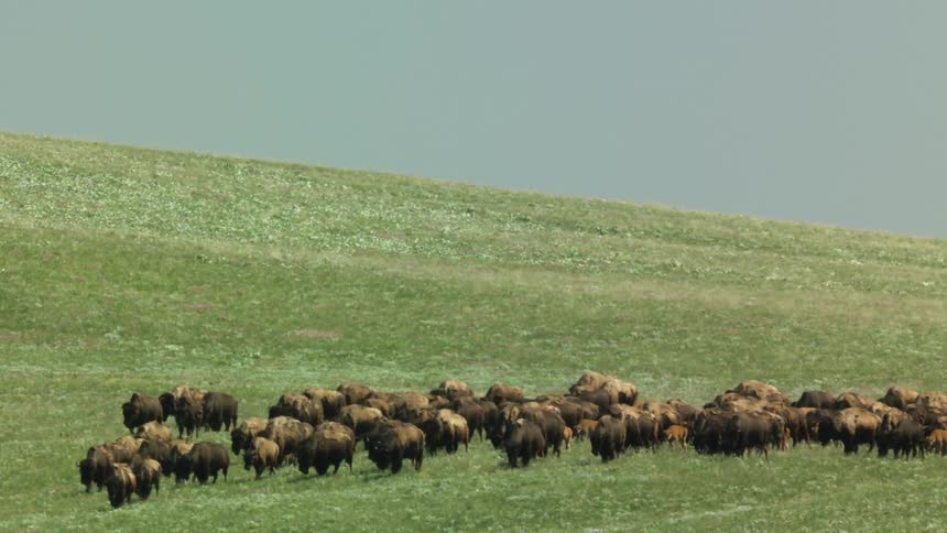 Herd of bison gathered in an open grazing area