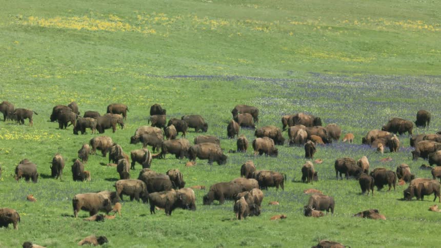Bison graze on green field with yellow and purple wildflowers scattered across the landscape