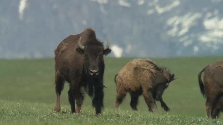 A bison herd walks across a grassy plain with snow covered mountains in the background