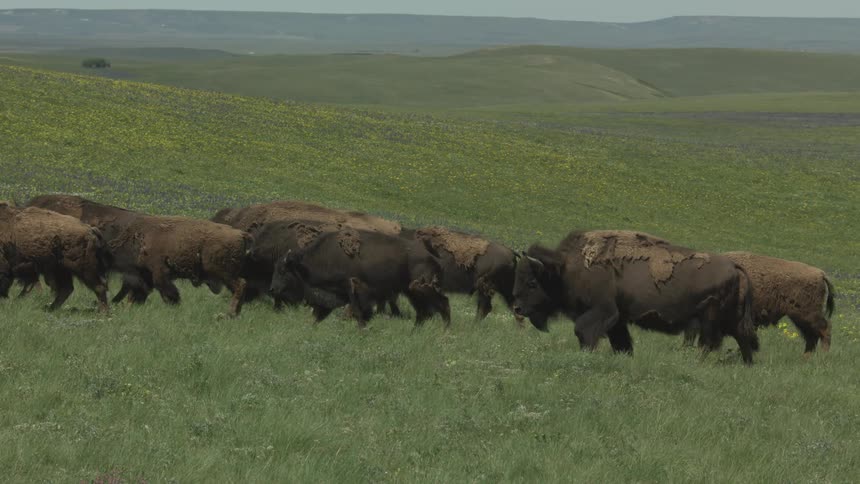 The video shows a herd of american bison buffalo walking slowly across a vast green rolling field in the background there are hills covered in grass and scattered yellow wildflowers under a lightly hazy sky