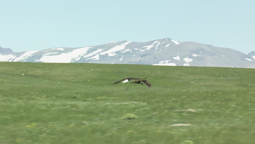 Two black and white birds fly low over a grassy meadow with snow capped mountains in the background
