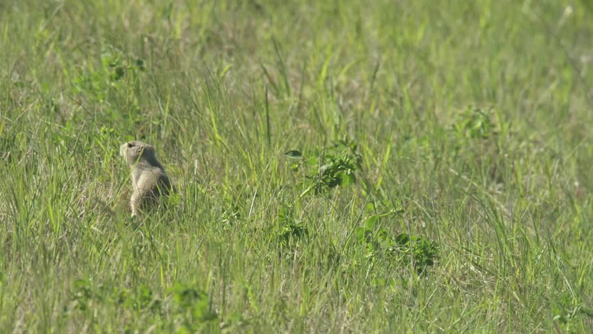 A cautious prairie dog nibbles on blades of grass in a sunlit meadow pauses to scan its surroundings and quickly retreats into its burrow