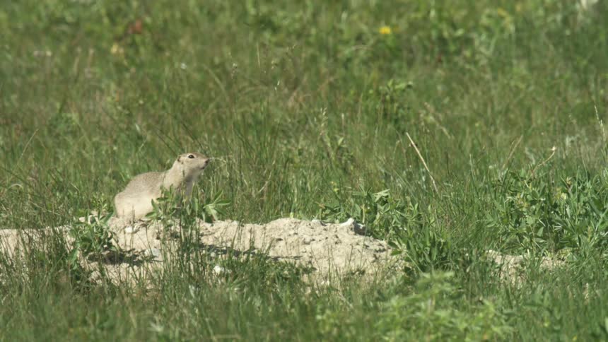 A small ground squirrel stands alert on a dirt mound in a grassy field