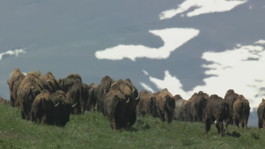 A herd of bison walks across highland grass grazing at midday