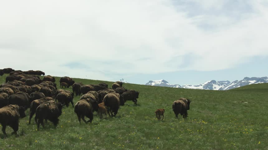 A large herd of american bison walks uphill across a vast green grassy pasture dotted with wildflowers towards distant snow covered mountains under a bright sky