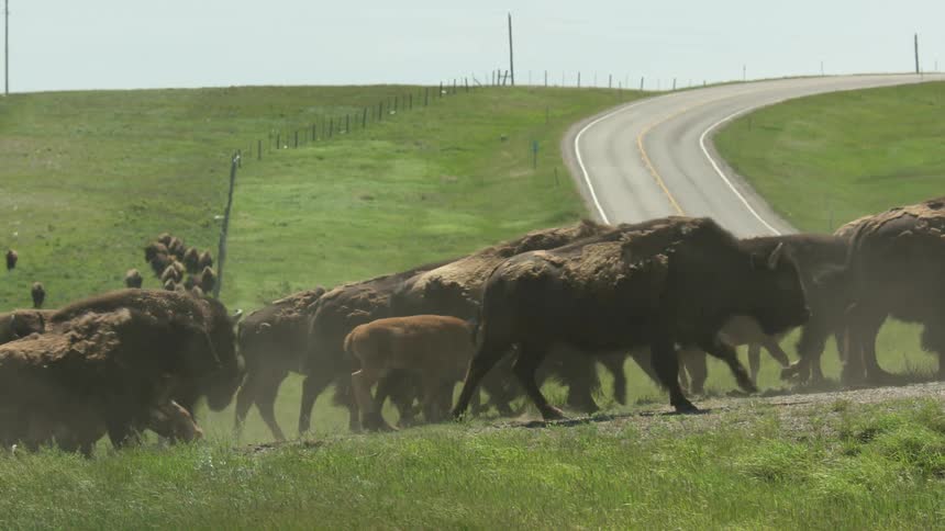 A herd of buffalo moves across a rural highway winding through green hills